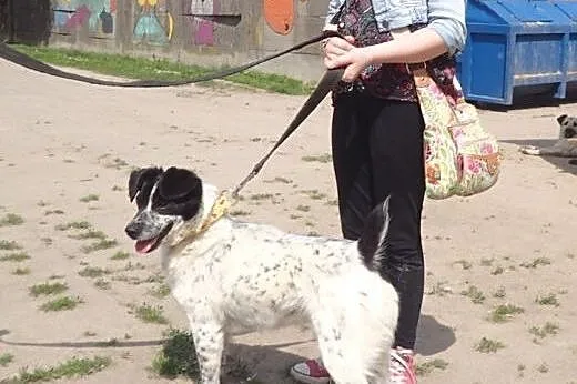 Ciapek- mały piesek z wielkim serduszkiem FILM,  m