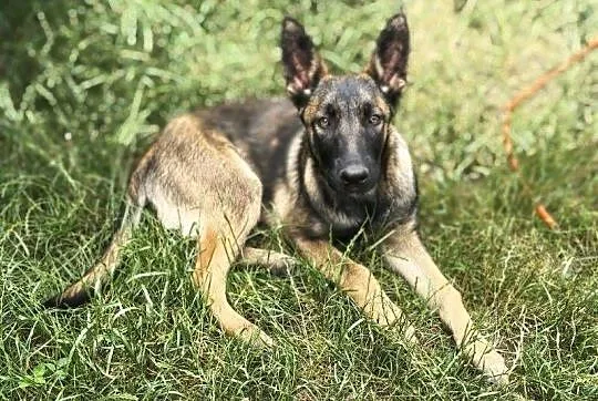 Riko owczarek belgijski malinois
