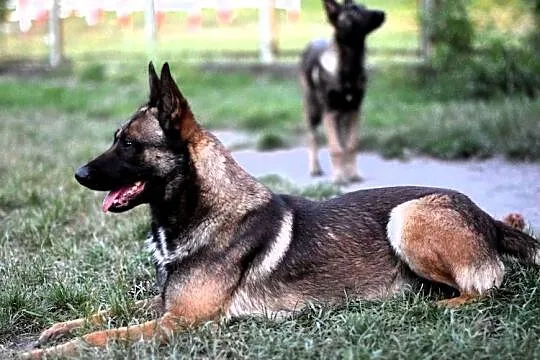 Riko owczarek belgijski malinois, Lubelskie, Lublin