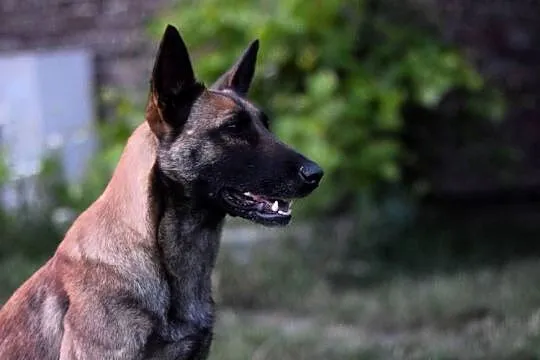 Riko owczarek belgijski malinois, Lubelskie, Lublin