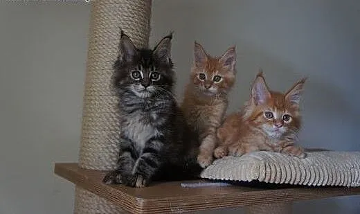 MAINE COON - piękne, mazowieckie Warszawa