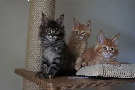 MAINE COON - piękne,  mazowieckie Warszawa