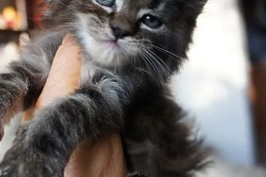 MAINE COON - piękne,  mazowieckie Warszawa
