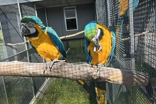 Pary Ara Ararauna !