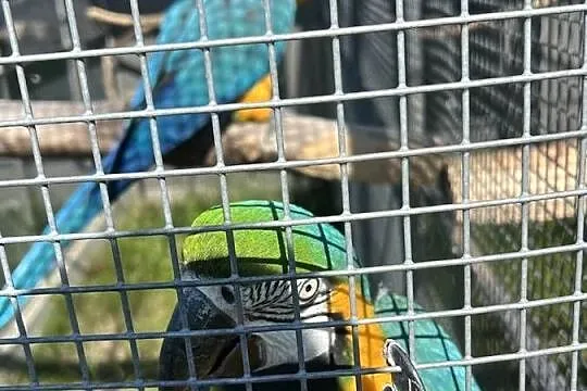 Pary Ara Ararauna !, Małopolskie, Proszowice