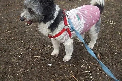 Malutki, nieśmiały Tofik szuka super domu!,  Kunde