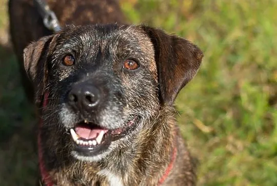 Brutus, cudny terrier mix szuka kochającego domu!, Warszawa