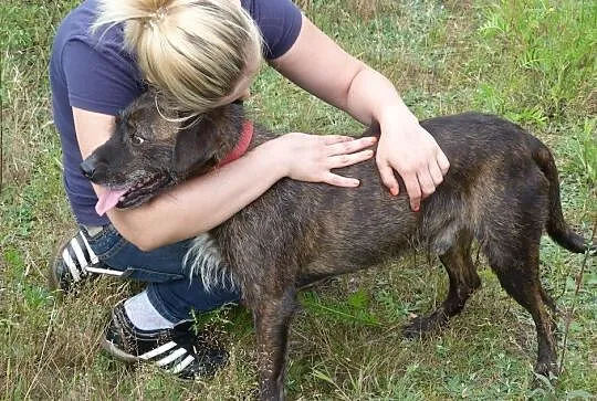 Brutus, cudny terrier mix szuka kochającego domu!, Mazowieckie, Warszawa