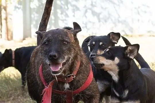 Brutus, cudny terrier mix szuka kochającego domu!, Warszawa