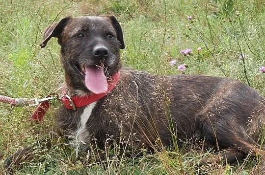 Brutus, cudny terrier mix szuka kochającego domu!, Warszawa