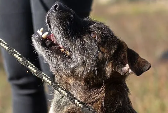 Brutus, cudny terrier mix szuka kochającego domu!, Mazowieckie, Warszawa