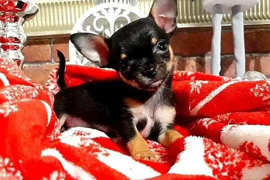 Chihuahua malutki Alex piękny krótkowłosy piesek JUŻ DO ODBIORU, , Grudziądz