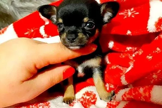 Chihuahua malutki Alex piękny krótkowłosy piesek JUŻ DO ODBIORU, , Grudziądz