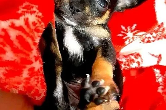 Chihuahua malutki Alex piękny krótkowłosy piesek JUŻ DO ODBIORU, , Grudziądz