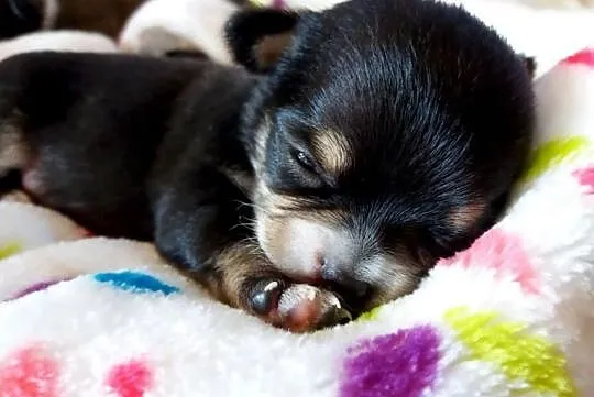 Chihuahua malutki Alex piękny krótkowłosy piesek JUŻ DO ODBIORU, , Grudziądz