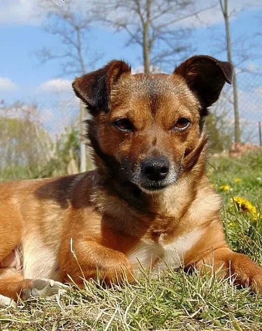Młoda mikrosuczka Bromba szuka domu, wielkopolski