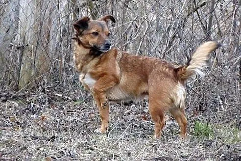 Młoda mikrosuczka Bromba szuka domu,  wielkopolski