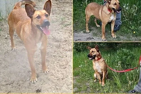 Stefa - przyjacielska, wesoła,  mądra.  Ma coś w s