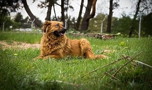 Kudłata, śliczna Misia długo czeka na adopcję, ku