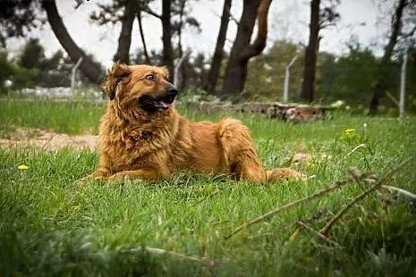 Kudłata, śliczna Misia długo czeka na adopcję,  ku