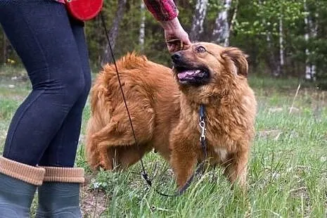 Kudłata, śliczna Misia długo czeka na adopcję,  ku