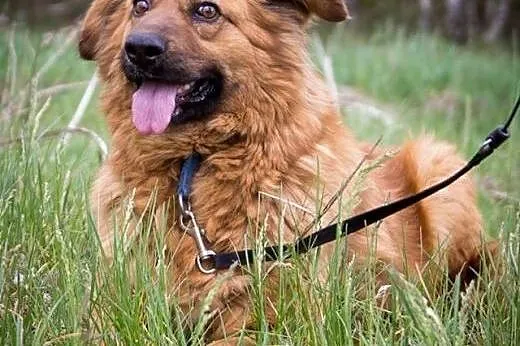 Kudłata, śliczna Misia długo czeka na adopcję,  ku