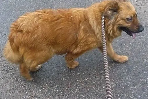 Kudłata, śliczna Misia długo czeka na adopcję,  ku