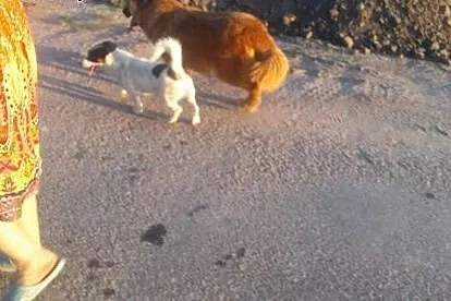 Kudłata, śliczna Misia długo czeka na adopcję,  ku