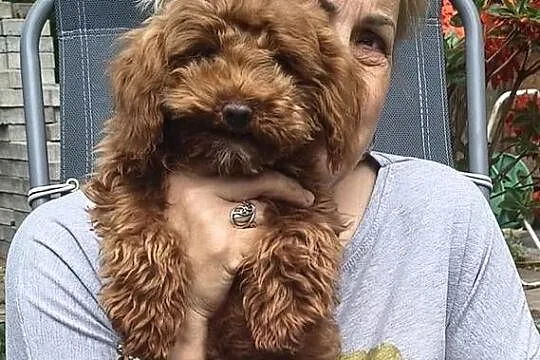 Pudelek toy sunia Bibi, Łódzkie, Łódź