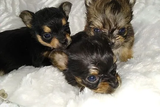 Chihuahua dwóch chłopców i dziewczynka długowłosa, Olsztyn