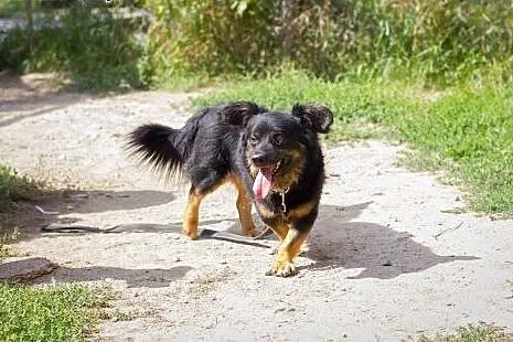 Puchaty Teo szuka domu,  mazowieckie Warszawa