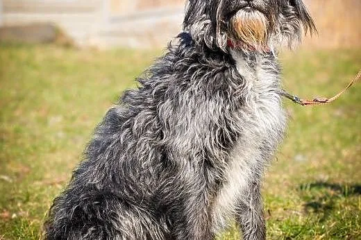 OTOZ Animals - Lejla - cudowna terierowata suczka 
