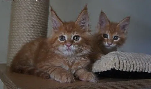 Kocięta Maine Coon, podkarpackie Boguchwała