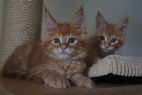 Kocięta Maine Coon,  podkarpackie Boguchwała