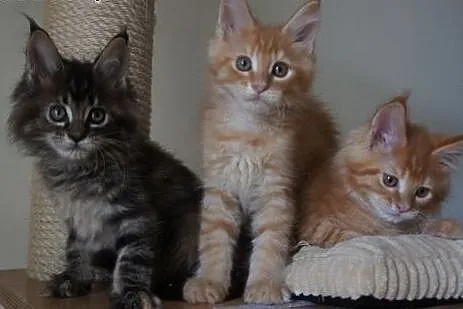 Kocięta Maine Coon,  podkarpackie Boguchwała