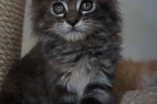 Kocięta Maine Coon,  podkarpackie Boguchwała
