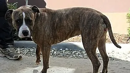 Piękna i smutna sunia w typie rasy AMSTAFF , adopc