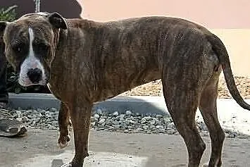 Piękna i smutna sunia w typie rasy AMSTAFF , adopc