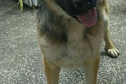 Mona, młodziutka, uśmiechnięta suczka w typie OWCZARKA adopcja,  Kundelki cała Polska