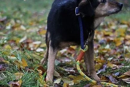 Kazek - uroczy staruszek szuka bezpiecznej przysta