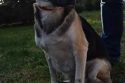 Szukamy domu dla Lucy,  pomorskie Rumia