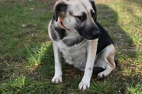 Szukamy domu dla Lucy,  pomorskie Rumia