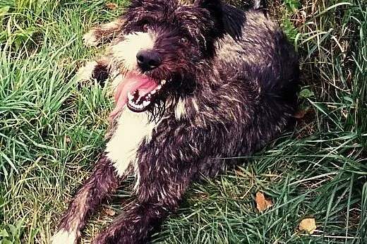 Kaj -Cudny psiak do adopcji ;) ,  śląskie Bielsko-