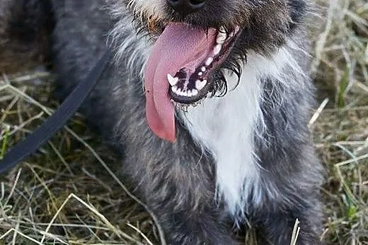 Kaj -Cudny psiak do adopcji ;) ,  śląskie Bielsko-