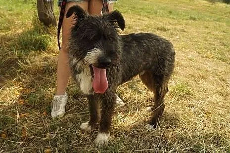 Kaj -Cudny psiak do adopcji ;) ,  śląskie Bielsko-