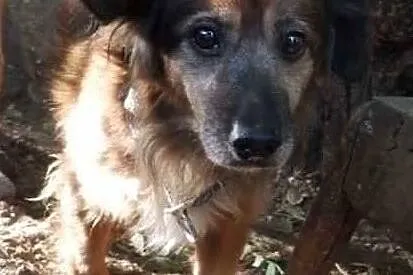 Grzeczny ułożony piesek poleca się do adopcji, , Wrocław