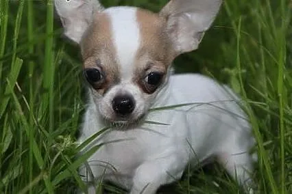 Chihuahua malutki piesek,  dolnośląskie Sobótka