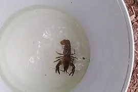 RAKI DO OCZKA WODNEGO STAWU