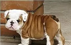 Niesamowite Buldog angielski
