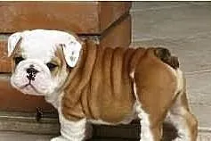 Niesamowite Buldog angielski